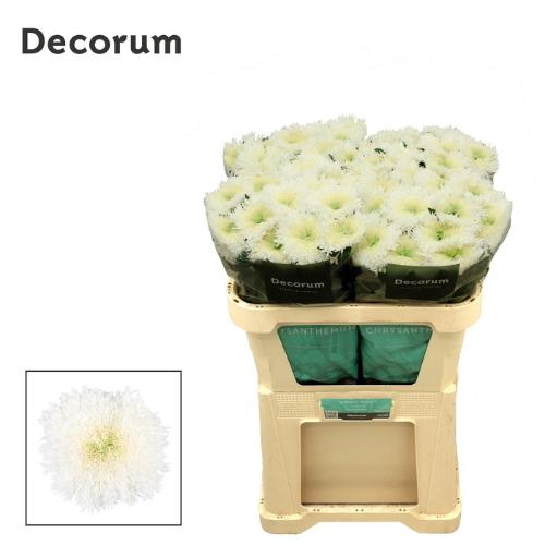 Chrysanthemum geplozen (Indicum Grp) Etrusko White