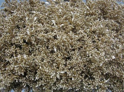 Solidago kleurbehandeld H%