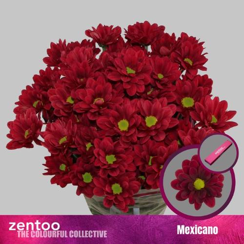 Chrysanthemum (Indicum Grp) tros Mexicano