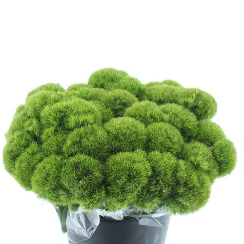 Dianthus barbatus Kiwi Mellow