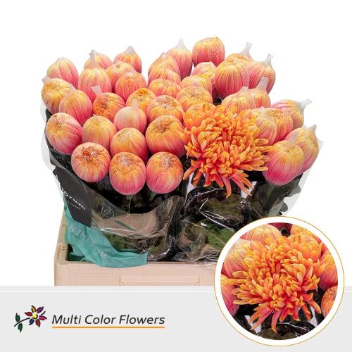 Chrysanthemum (Indicum Grp) geplozen Antonov kleurbehandeld H%