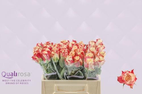 Rosa grootbloemig Chapeau