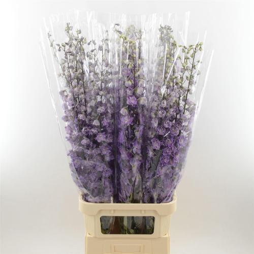 Delphinium dubbelbloemig (Elatum Grp) Dev Mojo Magenta