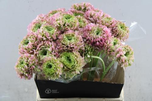 Ranunculus asiaticus 'Pon-Pon Hermione'