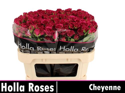 Rosa tros Cheyenne