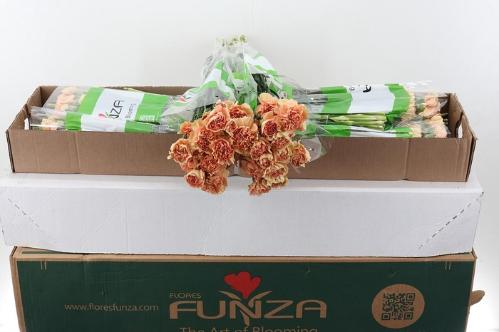 Dianthus standaard overig