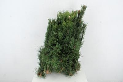 Pinus mugo subsp. mugo per bos
