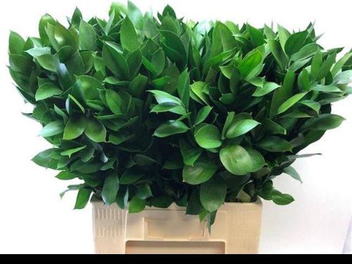 Ruscus hypophyllum (groot blad)