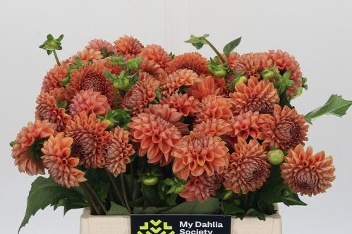 Dahlia 'Cornel Bronze'