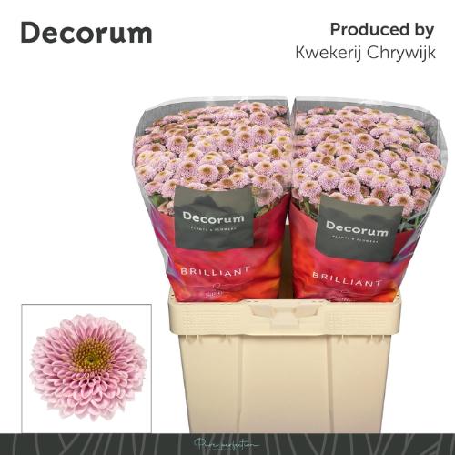 Chrysanthemum Indicum Grp tros santini Aaa Doria Pink
