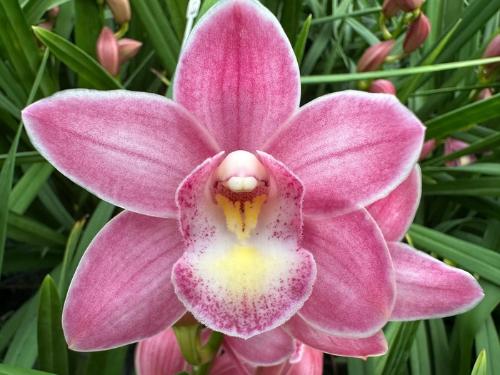 Cymbidium mini 'Pink Fall'