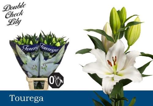 Lilium Oriental Grp Tourega