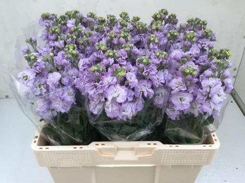 Matthiola incana 'Impala Marine'