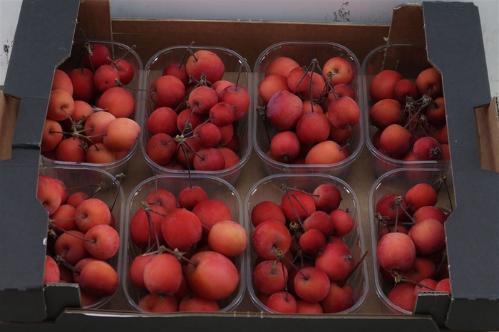 Siervruchten per bak Malus overig