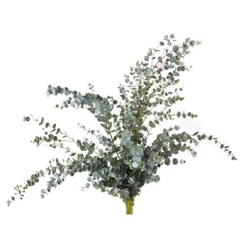 Eucalyptus per bos gunnii