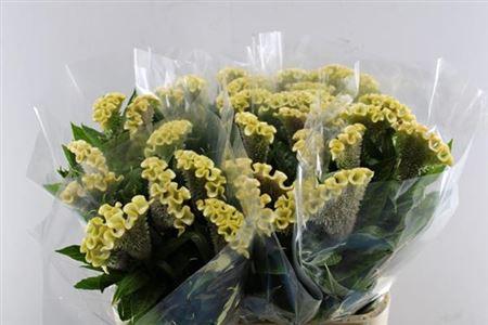 Celosia argentea (Cristata Grp) 'Haute Couture'