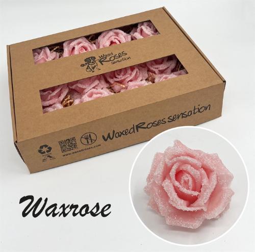 Rosa grootbloemig gewaxt H%