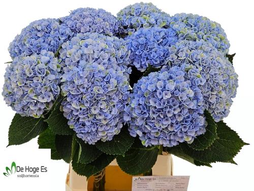 Hydrangea macrophylla Magical Revolution