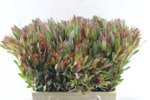Leucadendron overig
