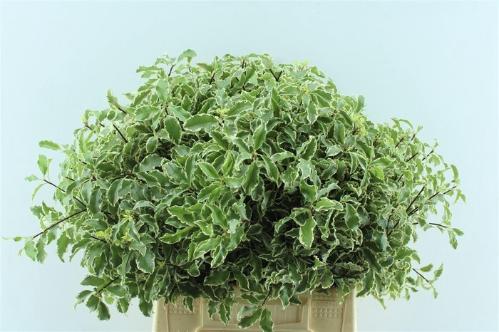 Pittosporum per bos