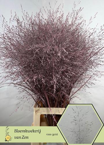 Siergras kleurbehandeld H%