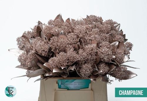 Skimmia per bos overig kleurbehandeld H%