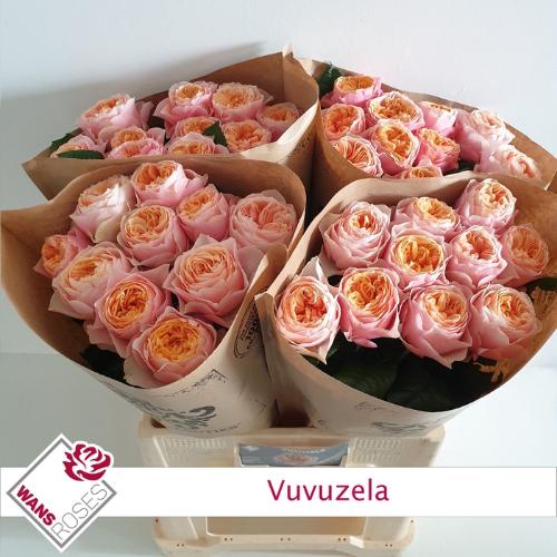 Rosa grootbloemig 'Vuvuzela'
