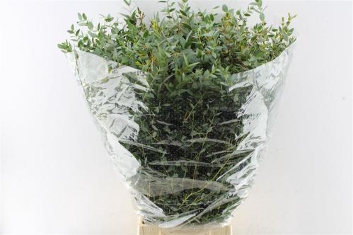 Eucalyptus per bos parvifolia