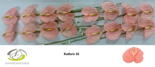 Anthurium (Andreanum Grp) Kuduro