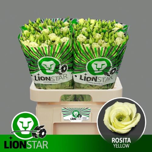 Eustoma russellianum gevuldbloemig 'Rosita Yellow'