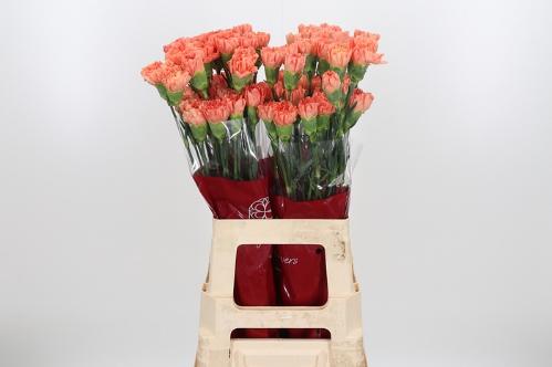 Dianthus standaard Hermes Orange