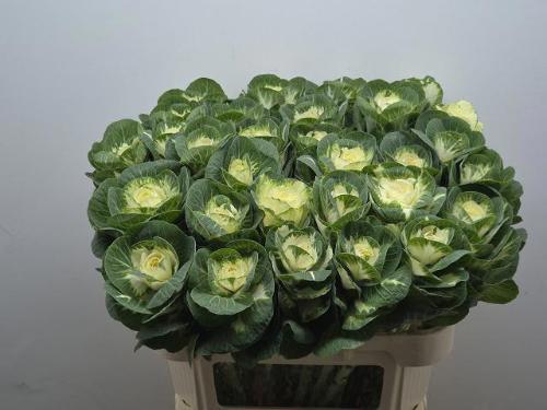 Brassica oleracea 'White Crane'