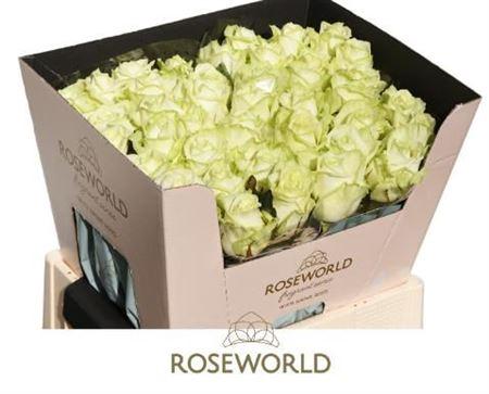 Rosa grootbloemig White Naomi!