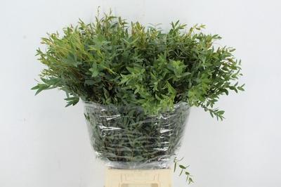 Eucalyptus parvifolia