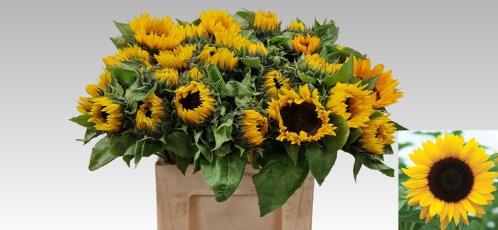 Helianthus annuus 'Sunrich Orange'