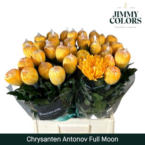 Chrysanthemum (Indicum Grp) geplozen Antonov kleurbehandeld H%