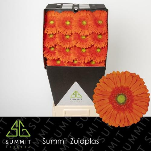 Gerbera grootbloemig 'Atlanta'