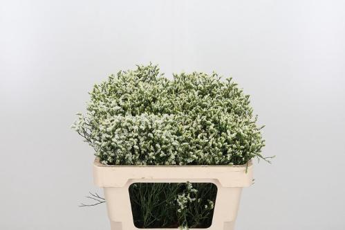 Limonium sinensis Sensi Pi