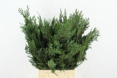 Chamaecyparis lawsoniana 'Alumii' per bos