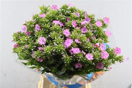 Phlox Paniculata Grp 'Cenura'