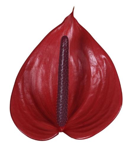 Anthurium (Andreanum Grp) Cerato