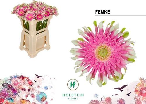 Gerbera grootbloemig krulvormig Gerpasta Femke