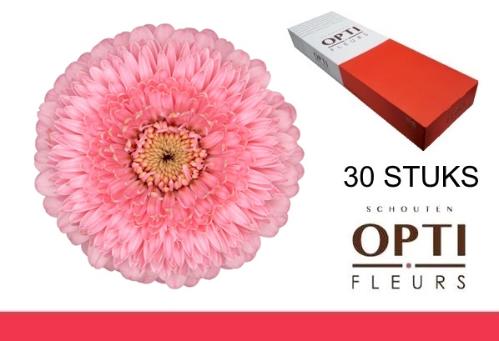 Gerbera mini bolvormig Pomponi Piggy