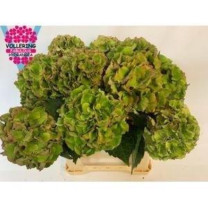 Hydrangea macrophylla Royal Palace (classic)