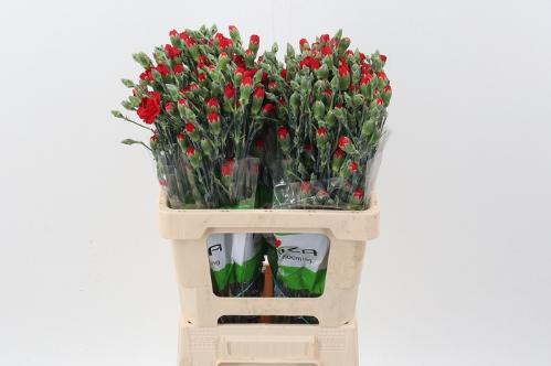 Dianthus tros Zumba