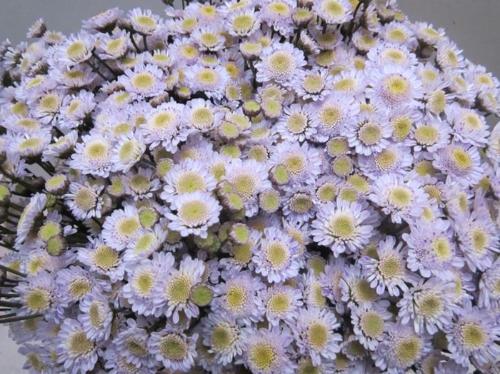 Chrysanthemum Indicum Grp tros kas kleurbehandeld H%