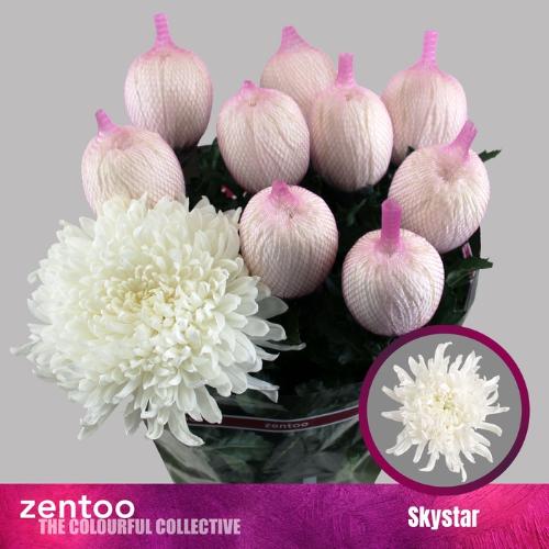 Chrysanthemum (Indicum Grp) geplozen Skystar