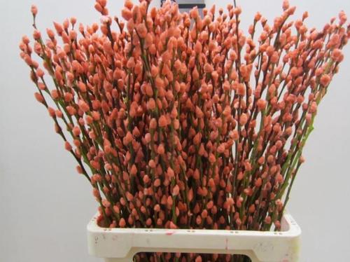 Salix kleurbehandeld H%