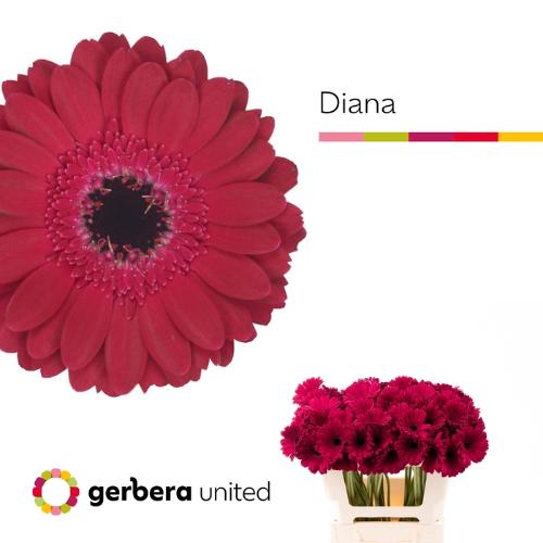 Gerbera mini Diana