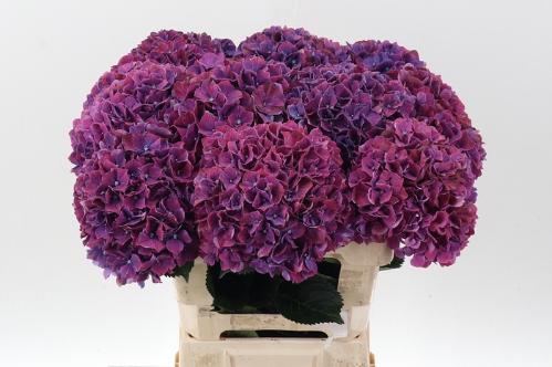 Hydrangea macrophylla Magical Pink Ruby
